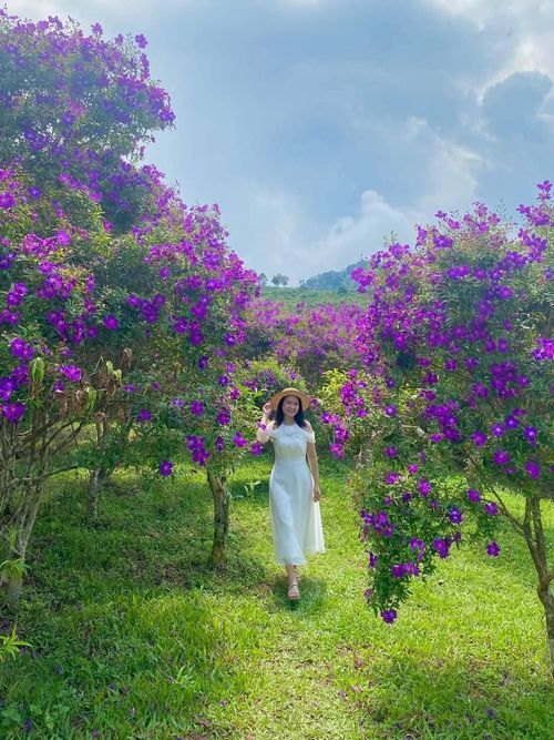Những bông sim bé nhỏ, cánh mỏng manh, nở thành từng chùm lấp ló giữa sắc xanh của núi đồi, khiến bất cứ ai lạc bước cũng ngỡ như đang đi trong một miền cổ tích.