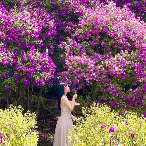 Hoa sim ở Suối Giàng không rực rỡ như đào, không ngào ngạt như lan rừng, nhưng lại mang một sức hút kỳ lạ.