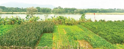 Làng Dài bên sông Mã là quê hương tiền nhân Phạm Xuân Bích.