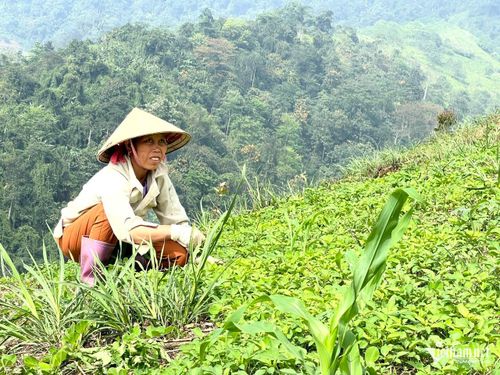Hiện có 196 chính sách cụ thể được thực hiện tại vùng DTTS&MN, trong đó có 132 chính sách dân tộc. Ảnh: Bình Minh