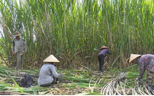 Hành trình xanh hóa của cây mía Lam Sơn không chỉ là cải tiến kỹ thuật, mà là chuyển đổi tư duy sản xuất – từ làm nông truyền thống sang nông nghiệp có trách nhiệm với môi trường.