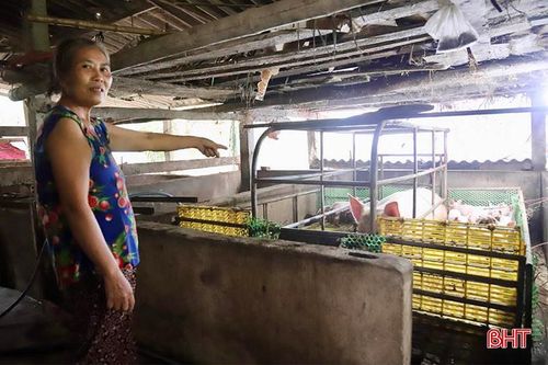  Vật nuôi được người dân di chuyển vào chuồng cao ráo, nhằm hạn chế thiệt hại do mưa lũ. 