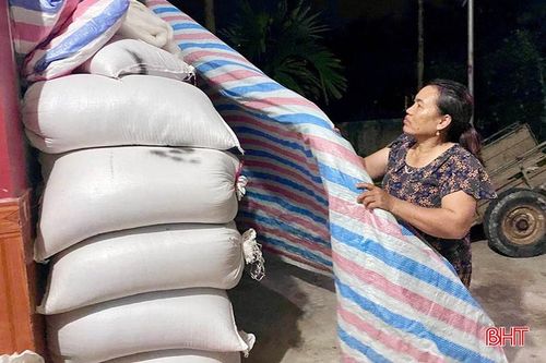  Người dân xã Thạch Ngọc (Thạch Hà) chủ động kê cao và che chắn lúa cẩn thận. 