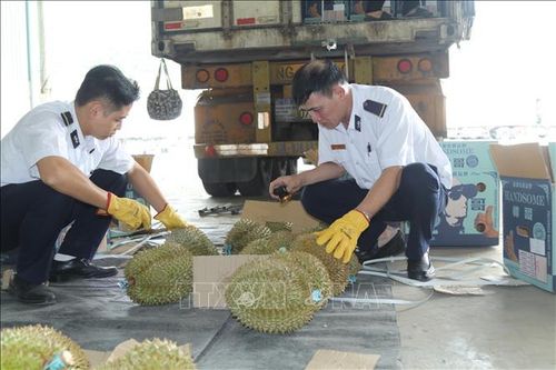 Lực lượng Kiểm dịch thực vật Tân Thanh kiểm tra thực tế mặt hàng Sầu riêng quả tươi xuất khẩu. Ảnh: Quang Duy/TTXVN