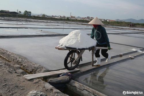 Gom xong, muối được vận chuyển bằng xe cút kít, đưa về kho để chuẩn bị đóng gói, bảo quản và xuất bán. Ảnh: T.P