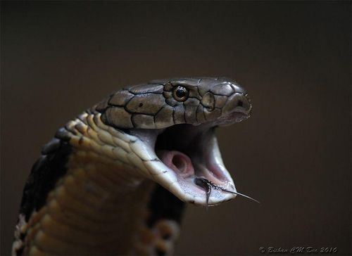 2. Tên khoa học “Ophiophagus” nghĩa là “kẻ ăn rắn”. Khác với nhiều loài rắn khác, rắn hổ chúa chủ yếu ăn thịt các loài rắn khác – kể cả rắn độc – và đôi khi còn săn cả đồng loại nếu khan hiếm thức ăn. Ảnh: Pinterest.