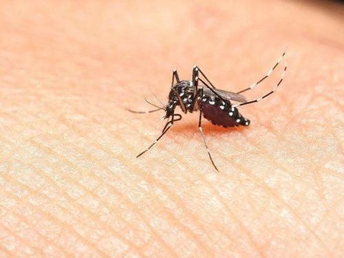 Sốt xuất huyết lưu hành ở nhiều địa phương ở nước ta