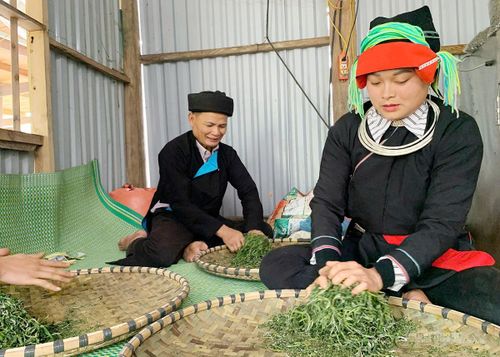 Chế biến trà Shan tuyết cổ thụ theo phương thức thủ công tuy mất nhiều thời gian, nhưng lại tạo ra những sản phẩm thượng hạng.