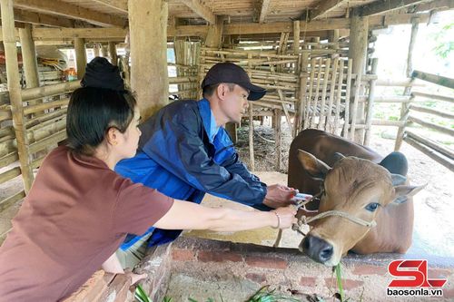 Nhân dân xã Muổi Nọi chủ động tiêm vắc xin phòng bệnh cho đàn bò.