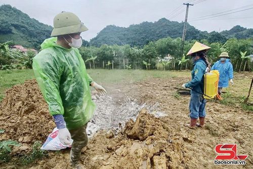 Tiêu hủy bò bị bệnh tại bản Nẹ Tở, phường Chiềng Cơi.