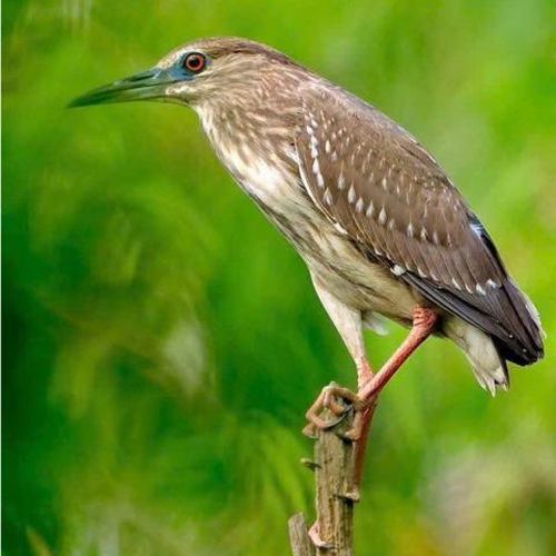 Mỗi tán lá là một trang sách xanh, mỗi loài chim là một câu chuyện kỳ diệu giữa thư viện sinh thái Trà Sư