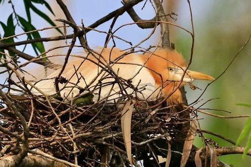 Bản hòa ca của thiên nhiên cất lên từ đôi cánh mỏng