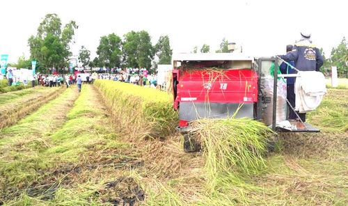Thu hoạch lúa phát thải thấp tại Đồng bằng sông Cửu Long. Ảnh minh họa 