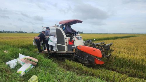 Người dân ở Hà Tĩnh nỗ lực thu hoạch lúa mùa trước bão