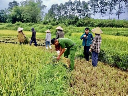 Công an xã Triệu Bình giúp dân gặt lúa chạy bão số 5.