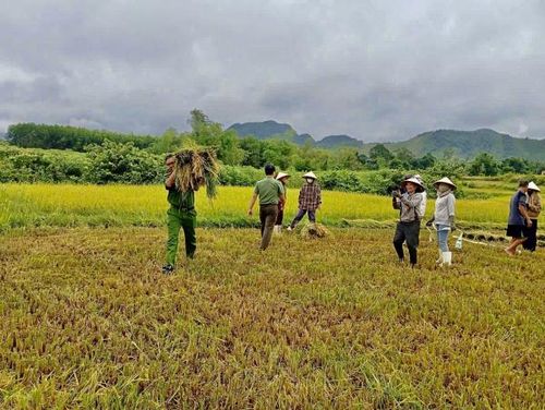 Công an xã Bố Trạch giúp dân gặt lúa chạy bão số 5.