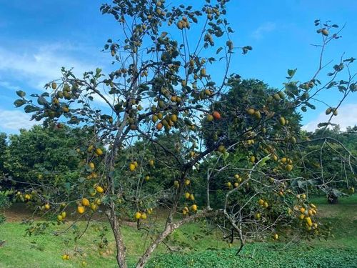 Mùa thu đến với những trái hồng chín ngọt. Ảnh Khánh Lộc.