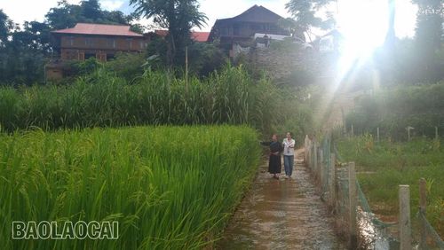 Người dân thôn Na Lo trồng giống lúa nếp địa phương để làm cốm.