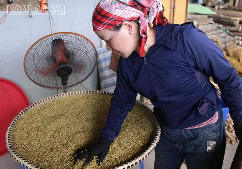 Sau khi rang thóc được hong khô trước quạt...