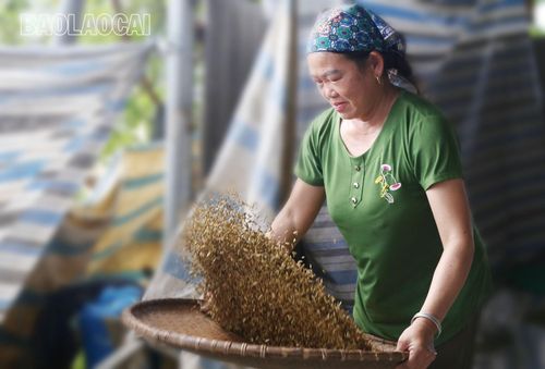 Quy trình làm cốm của người dân Na Lo thực tế rất công phu, tỉ mỉ. Thóc được làm sạch trước khi đem rang trên bếp củi.