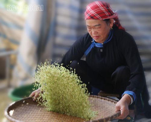Đôi bàn tay thoăn thoắt, uyển chuyển của người phụ nữ Tày Na Lo đang sàng sảy cốm. Công đoạn này không chỉ cần sự khéo léo mà còn là bí quyết riêng để những hạt cốm sạch, không lẫn tạp chất và giữ được màu xanh non.