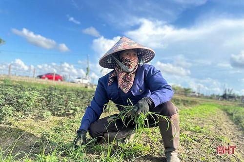 TDP La Xá hiện có hơn 15 hộ trồng rau gia vị. Để đảm bảo tiến độ trồng xen canh các loại rau, nhiều hộ còn thuê thêm nhân công là người tại địa phương hoặc từ các vùng khác.