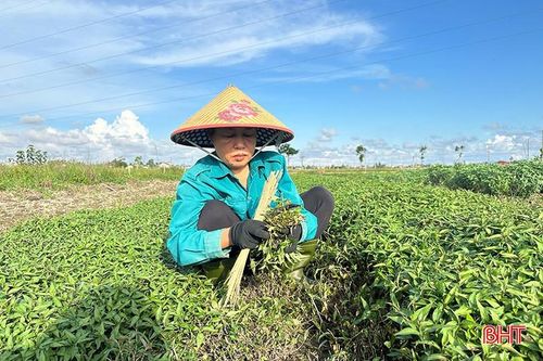 Rau gia vị trồng ở TDP La Xá được mang đi tiêu thụ chủ yếu ở các chợ đầu mối và nhà hàng.