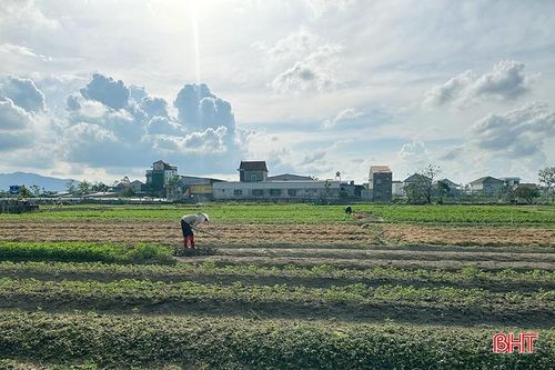 Vùng trồng rau tập trung ở TDP La Xá, phường Hà Huy Tập có diện tích hơn 2,5 ha.