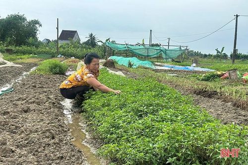 Các vùng trồng rau ở xã Đức Thọ mở rộng thêm nhiều diện tích trồng rau gia vị.