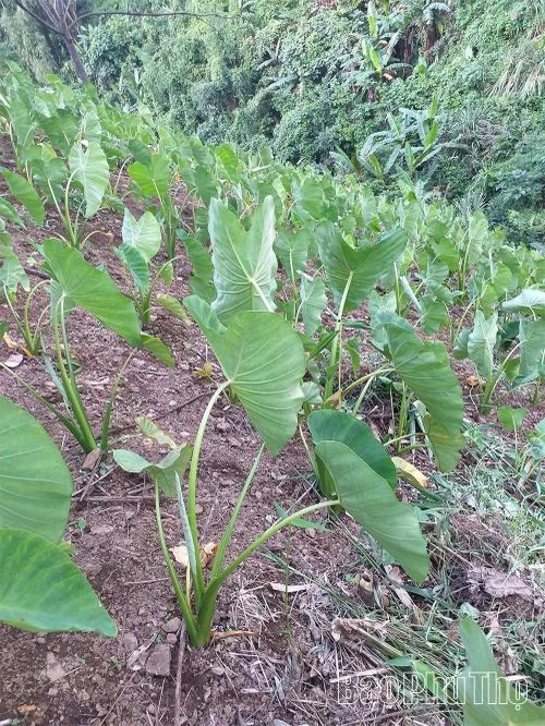 Khoai sọ Phúc Sạn là giống khoai bản địa được người dân địa phương tuyển chọn giống sau mỗi vụ thu hoạch