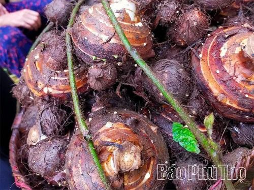 Với hương vị thơm, ngon đặc trưng, Khoai sọ Phúc Sạn đã được nhiều người biết đến