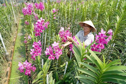 Thu hoạch hoa tại Vườn lan Thanh Hà, xã Tân An Hội, TPHCM. Ảnh: HOÀNG HÙNG