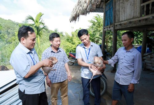  Ngoài hươu sao, anh Thương còn nuôi dúi hàng hóa. 