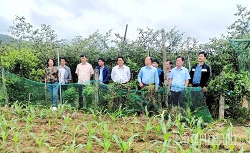 Lãnh đạo xã, Phòng Kinh tế và Khuyến nông (Trung tâm dịch vụ sự nghiệp công) thăm mô hình trồng táo để xây dựng mô hình cây đặc sản chủ lực Táo Lương Nha, tiến tới xây dựng sản phẩm OCOP 3 sao của xã Yên Sơn