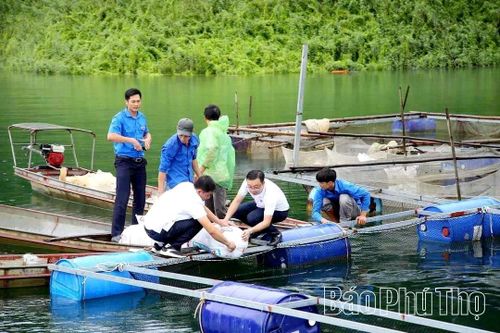 Mô hình “Nuôi cá Lăng trong lồng tại hồ thủy điện Sơn La - Hòa Bình theo tiêu chuẩn VietGAP” do Tổ khuyến nông cộng đồng xã Thung Nai (cũ) phối hợp triển khai năm 2023 đến nay cho hiệu quả cao