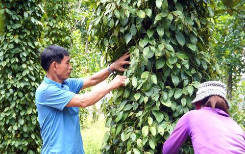 Từ chương trình, nhiều hộ dân được tạo điều kiện phát triển sản xuất, tạo sinh kế bền vững - Ảnh: H.L