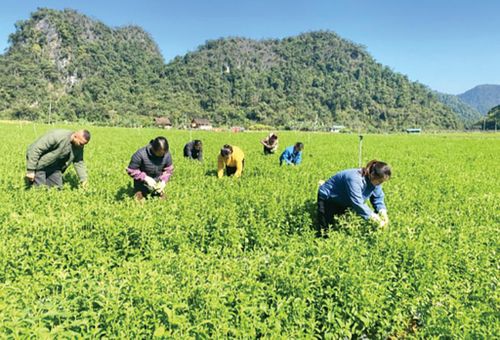 Nhờ sự hỗ trợ kịp thời của Liên minh Hợp tác xã tỉnh, Hợp tác xã Thảo Đường Vinh từng bước mở rộng sản xuất, mỗi năm sơ chế được khoảng 50 tấn cỏ ngọt khô, mang lại doanh thu đáng kể.