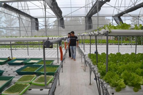 Sản xuất nông nghiệp trong nhà màng của Hợp tác xã nông nghiệp công nghệ cao Thăng Bình (xã Thăng An). Ảnh: QUANG VIỆT