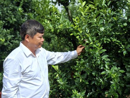Ông Mai Thanh Hùng khẳng định giá trị kinh tế khá ở các vùng chuyên canh trồng quật tết Hội An Tây. Ảnh: QUANG VIỆT