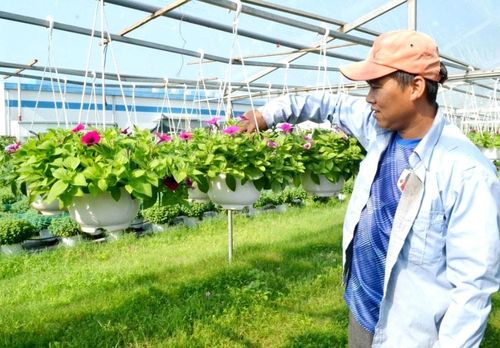 Trồng hoa treo trong nhà màng đem lại giá trị kinh tế khá cho anh Lê Ngọc Tâm. Ảnh: QUANG VIỆT