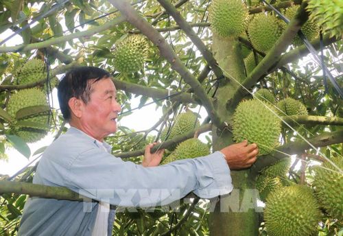 Ông Cao Văn Tấn kiểm tra trái sầu riêng nghịch vụ trong vườn của gia đình. Ảnh: Công Mạo-TTXVN
