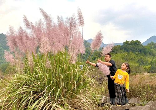 Trẻ em thích thú đùa vui bên những búi lau.