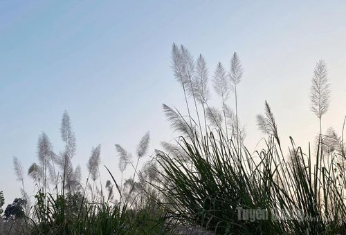 Dáng lau bên nền trời chiều.