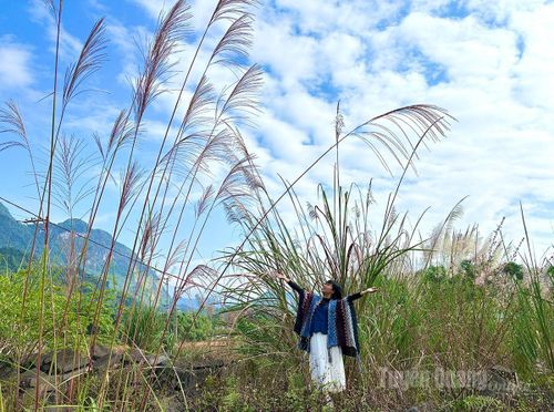 Những cây lau làm nền, giúp cho những bức ảnh trở nên đẹp và lãng mạn.