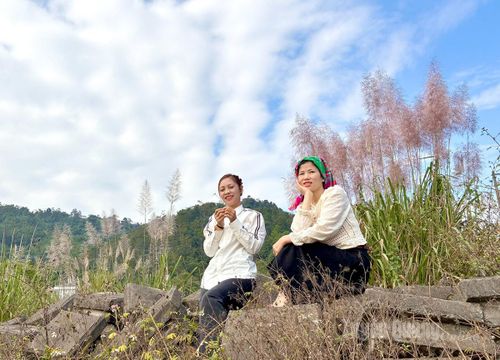 Giữa cái lạnh của mùa Đông, nhiều người rất thích chụp ảnh trong khung cảnh cỏ lau.