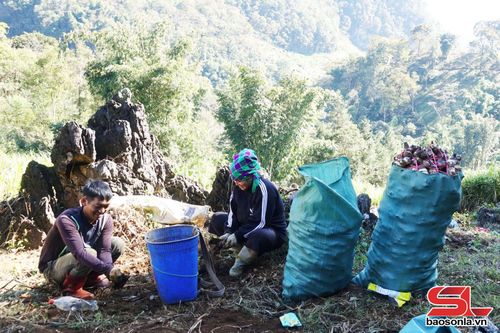Nông dân xã Co Mạ thu hoạch dong riềng.