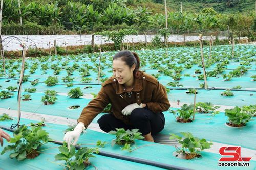 Mô hình trồng dâu tây cho thu nhập cao của nông dân xã Yên Sơn.