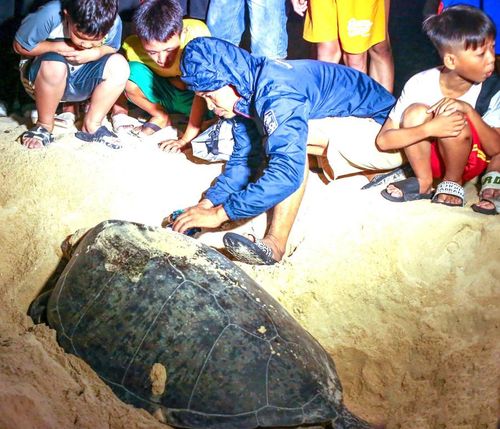 Người dân làng chài Nhơn Hải (phường Quy Nhơn Đông) hỗ trợ rùa mẹ lên bờ làm tổ đẻ trứng. Ảnh: Nguyễn Dũng