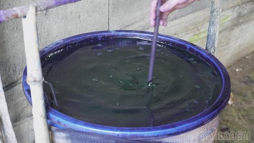  Chàm được ngâm, ủ qua nhiều công đoạn mới lên được màu để nhuộm. 