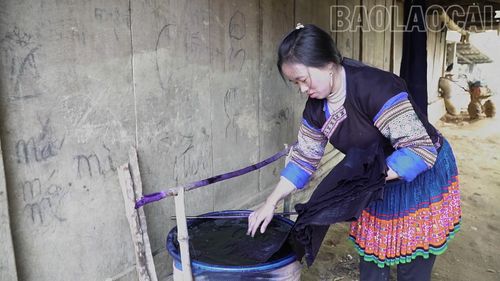  Chị Giàng Thị Cở nhuộm chàm cho vải lanh. 